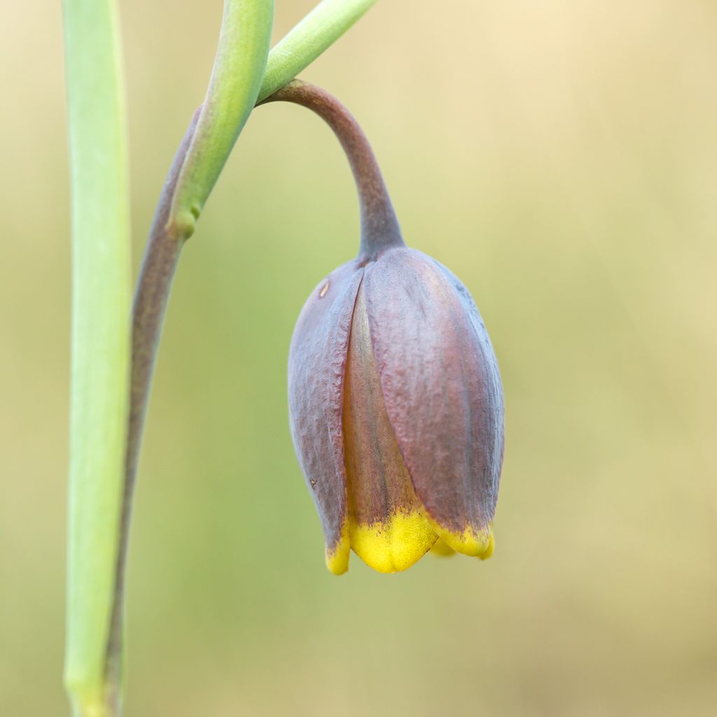 Fritillaire pourpre brun