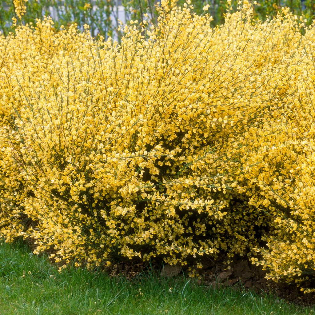 Genêt à balai jaune