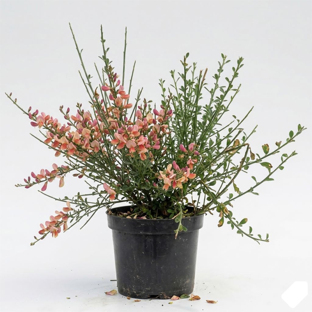 Genêt à balai lilas et crème