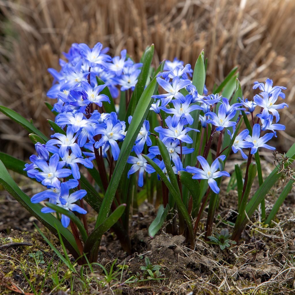 Gloire des neiges bleue