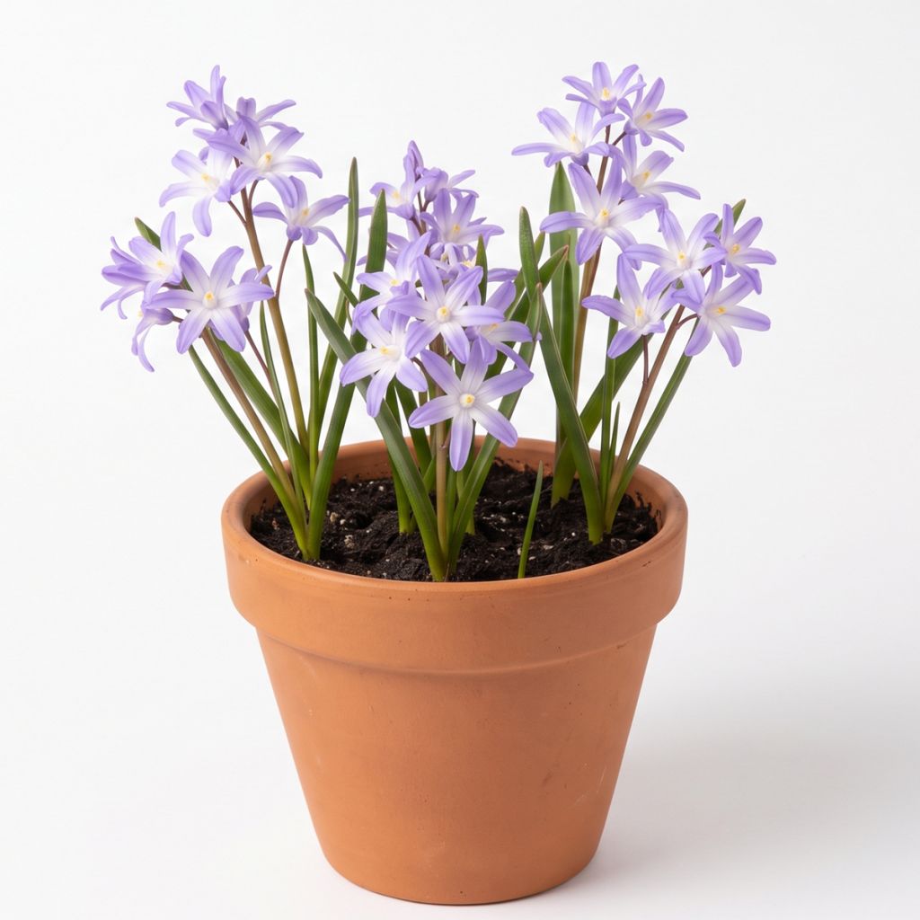 Gloire des neiges violette