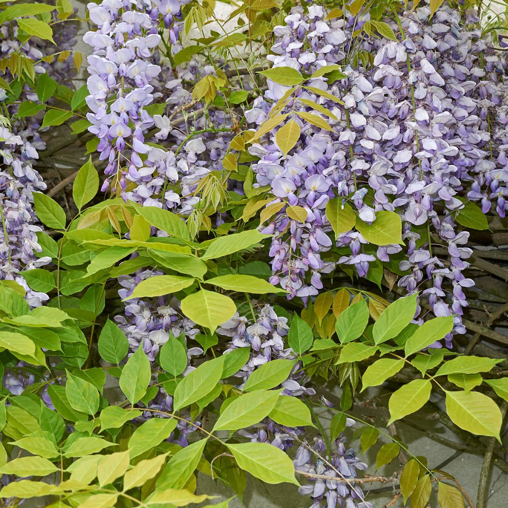 Glycine de Chine