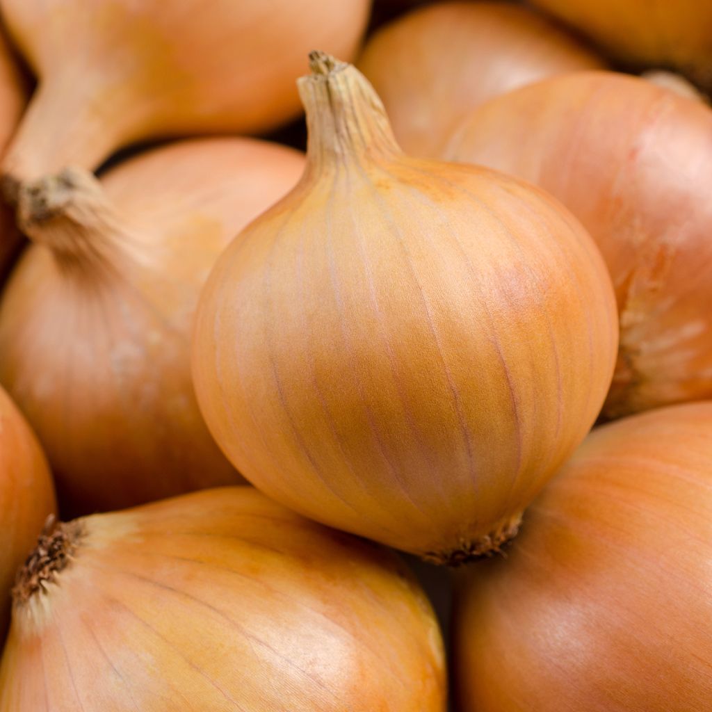 Graines d'Oignon Jaune paille des Vertus