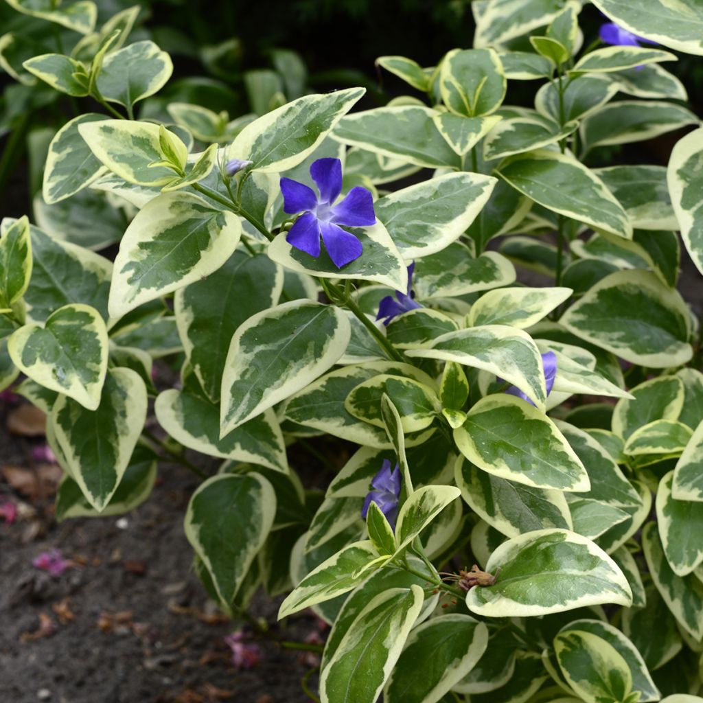 Grande Pervenche bleue panachée