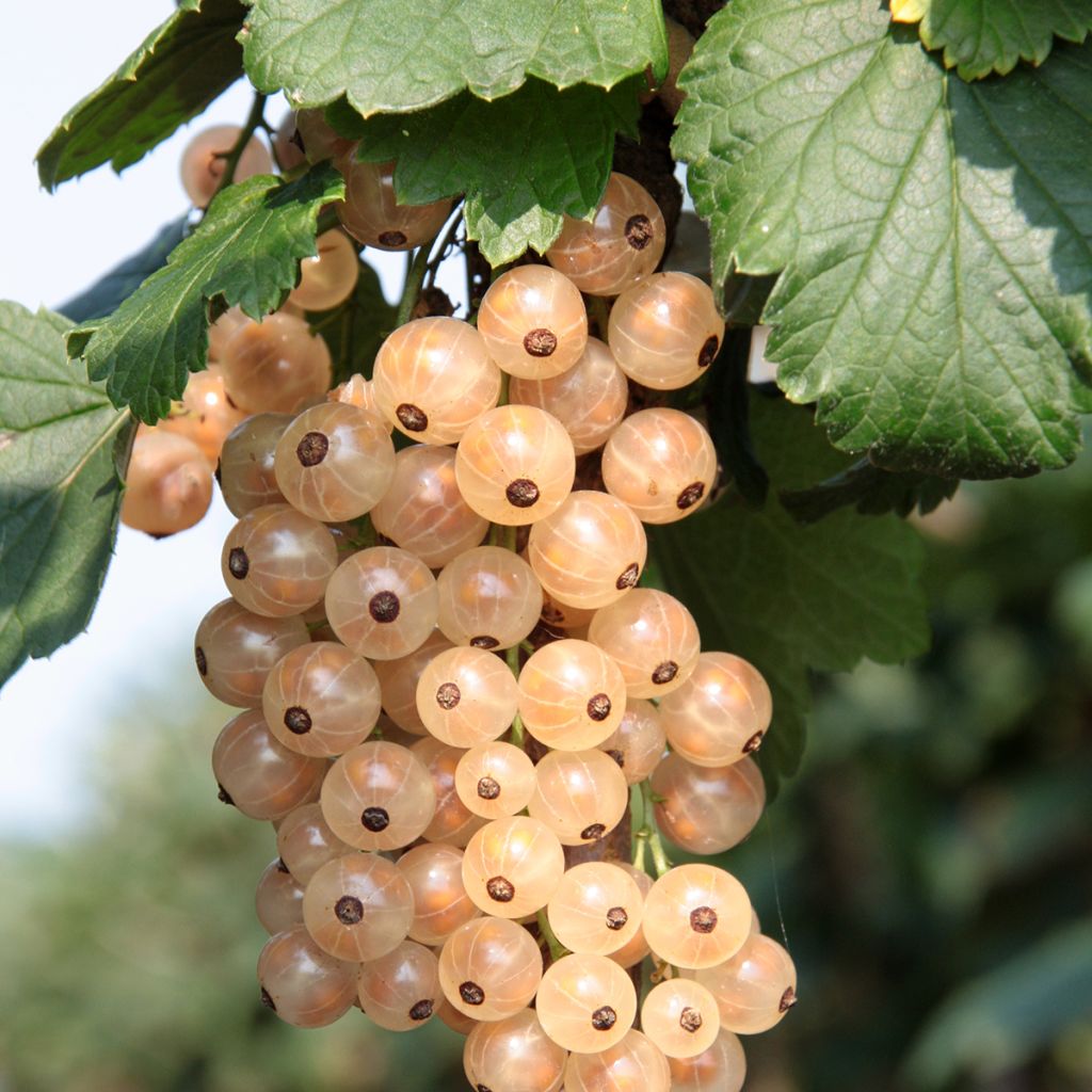 Groseillier blanc Zitavia
