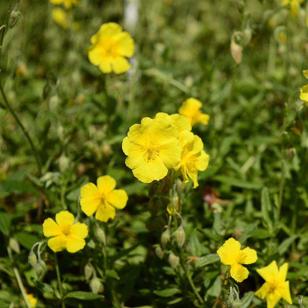 Hélianthème jaune