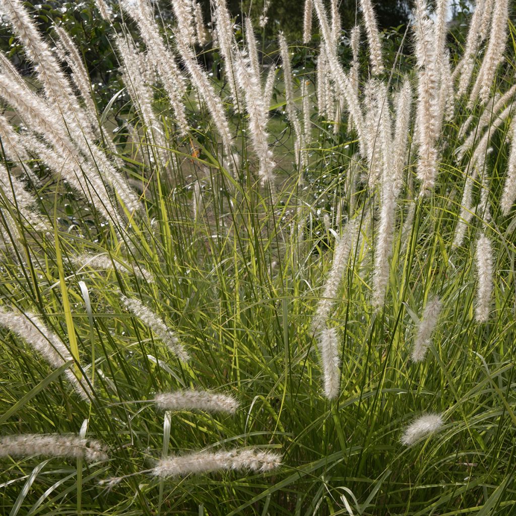 Herbe aux écouvillons épis blancs