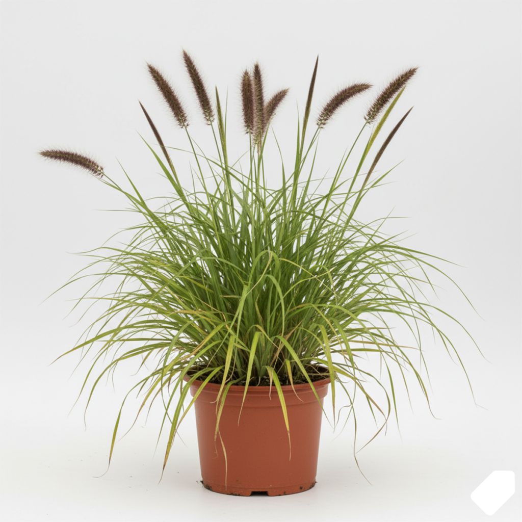 Herbe aux écouvillons épis bruns