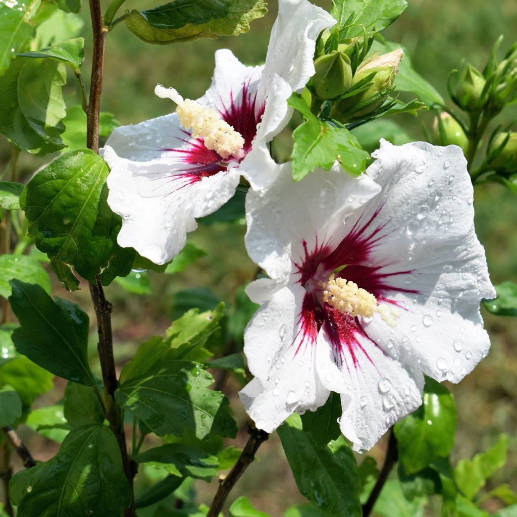 Hibiscus blanc et rouge - Althéa