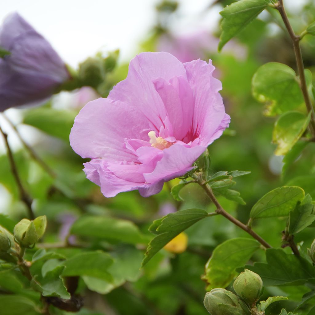 Hibiscus mauve - Althéa