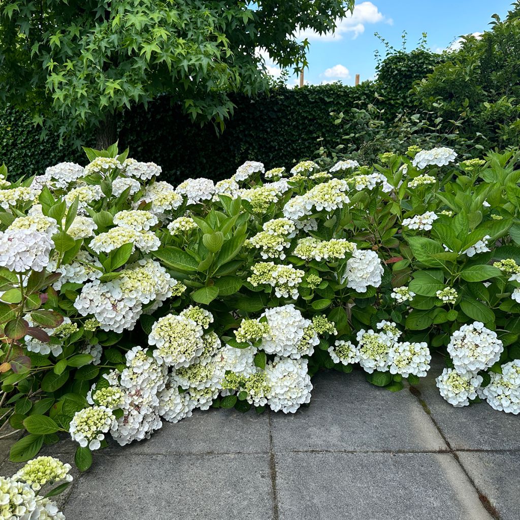 Hortensia blanc