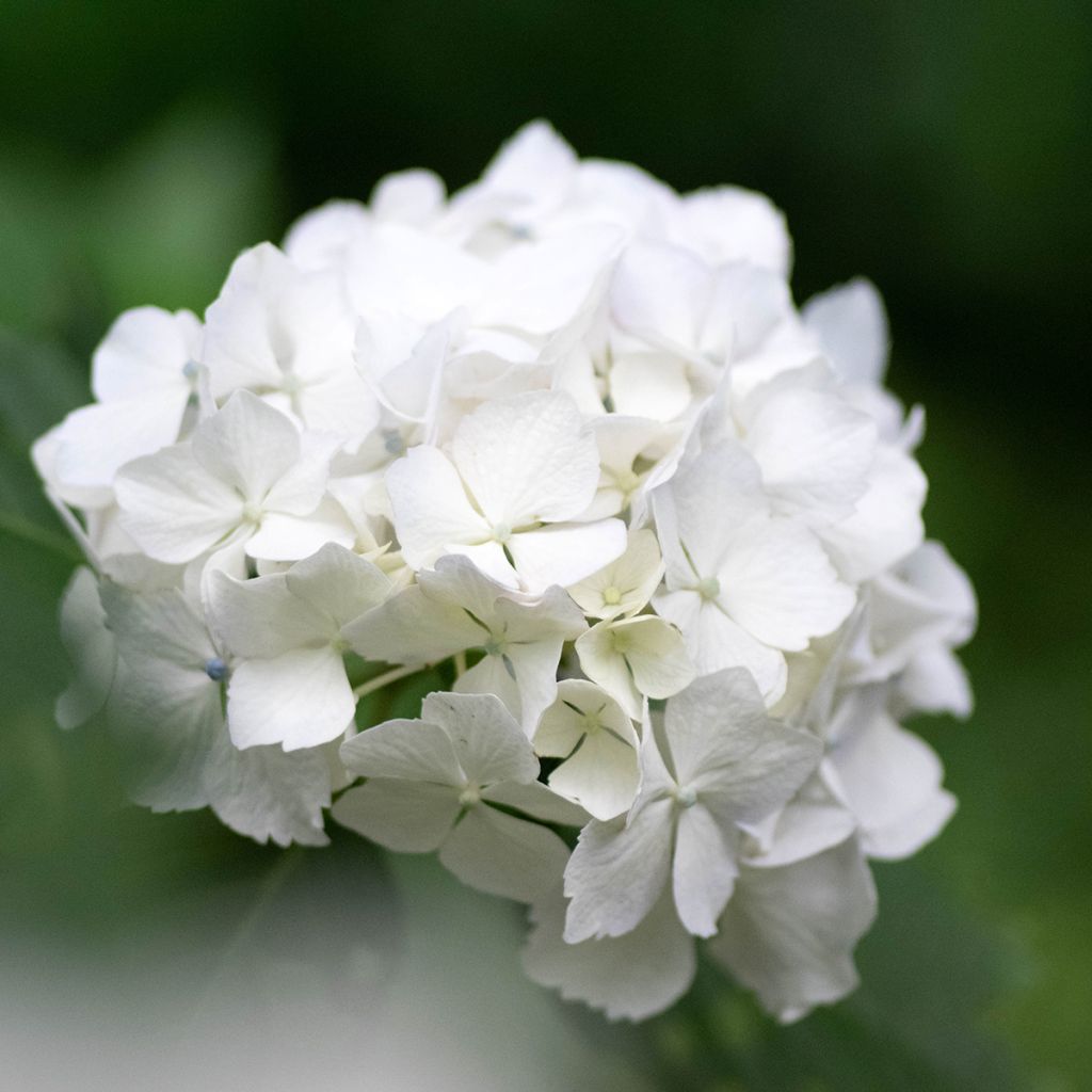 Hortensia blanc