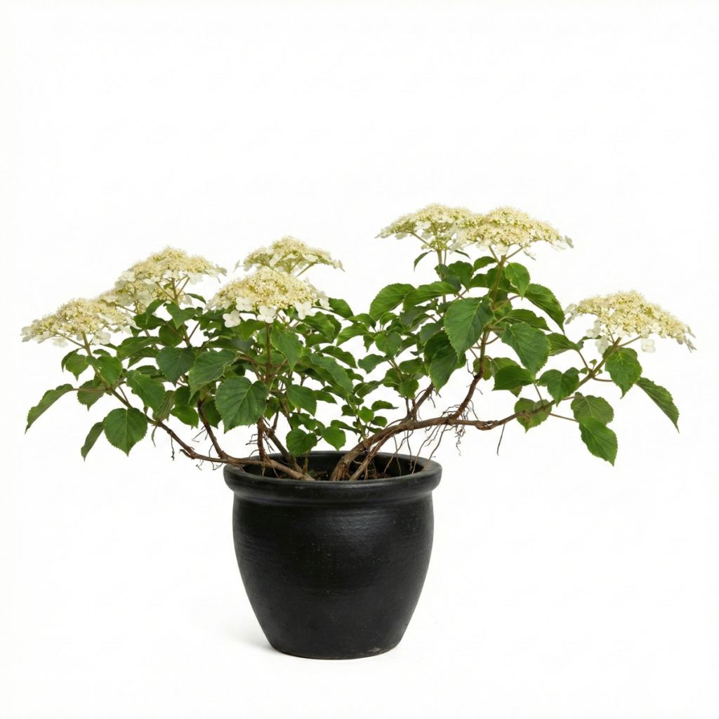 Hortensia grimpant