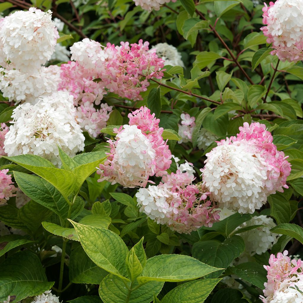 Hortensia paniculé rose