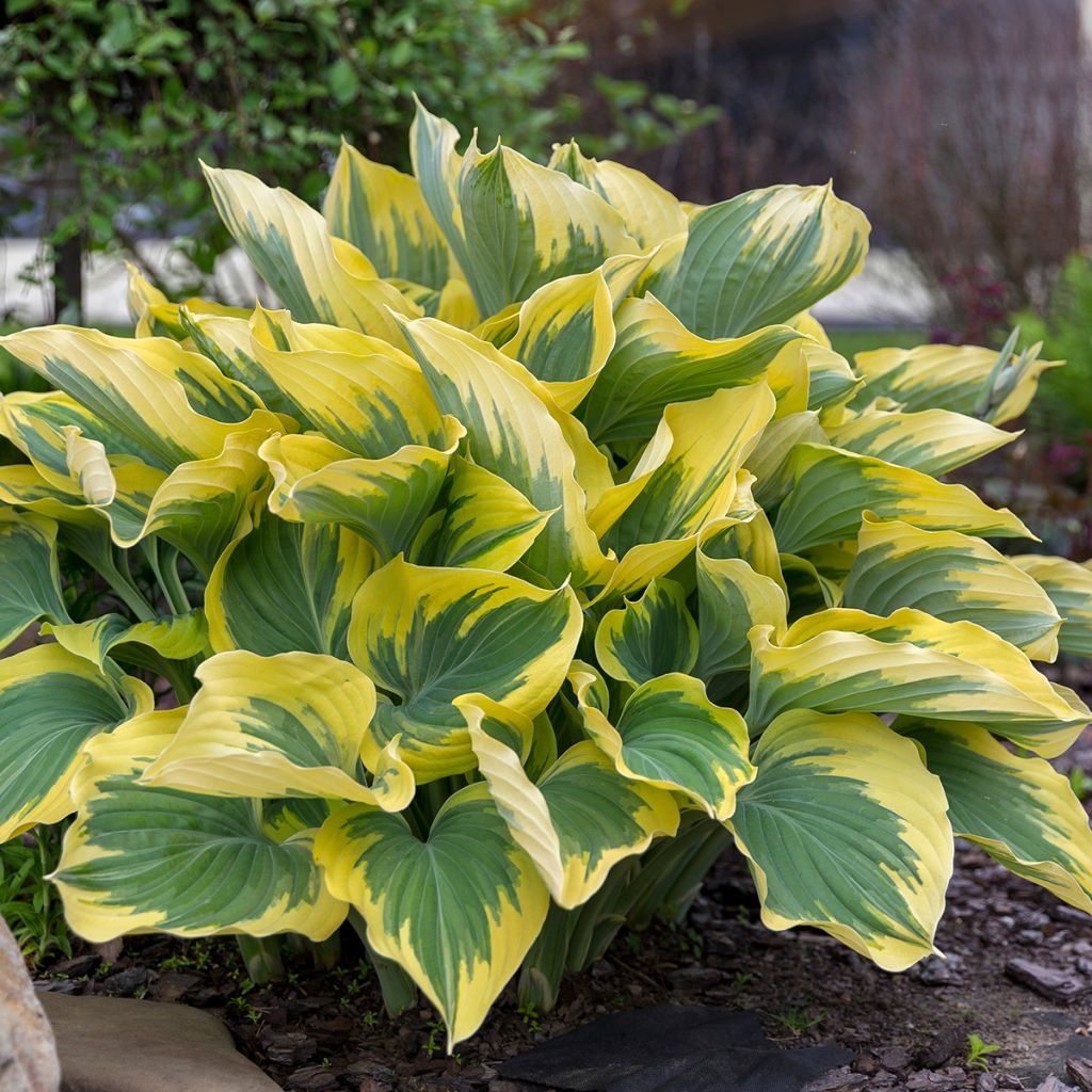 Hosta mauve, feuilles bleu-vert bordées de jaune