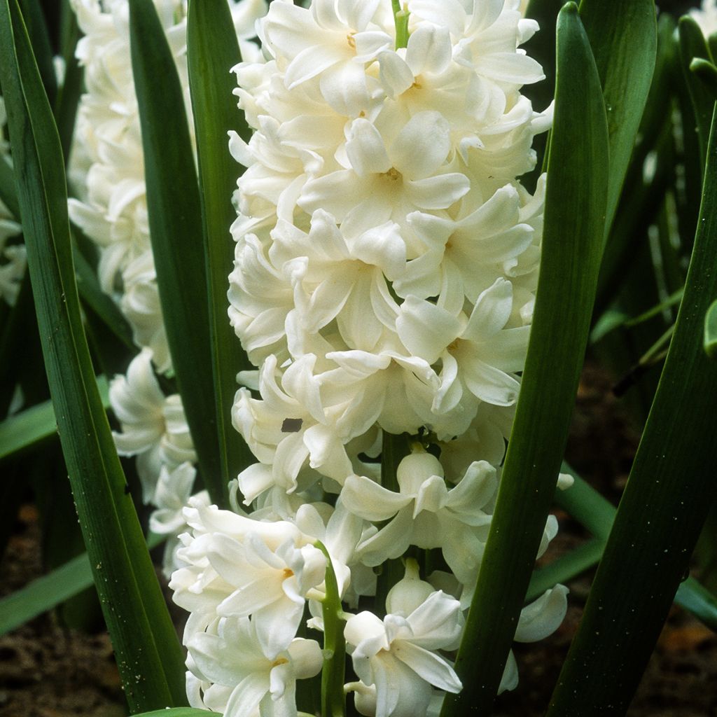 Jacinthe blanche