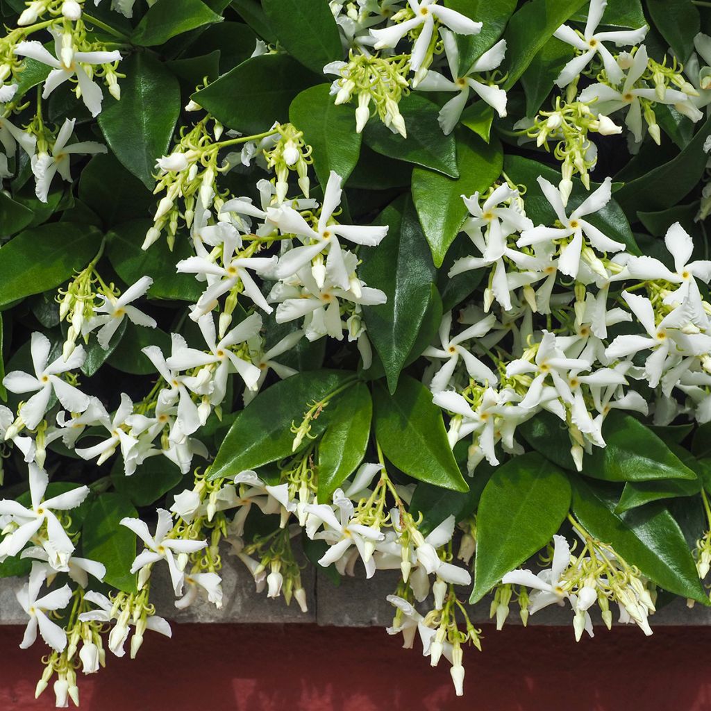 Jasmin étoilé blanc