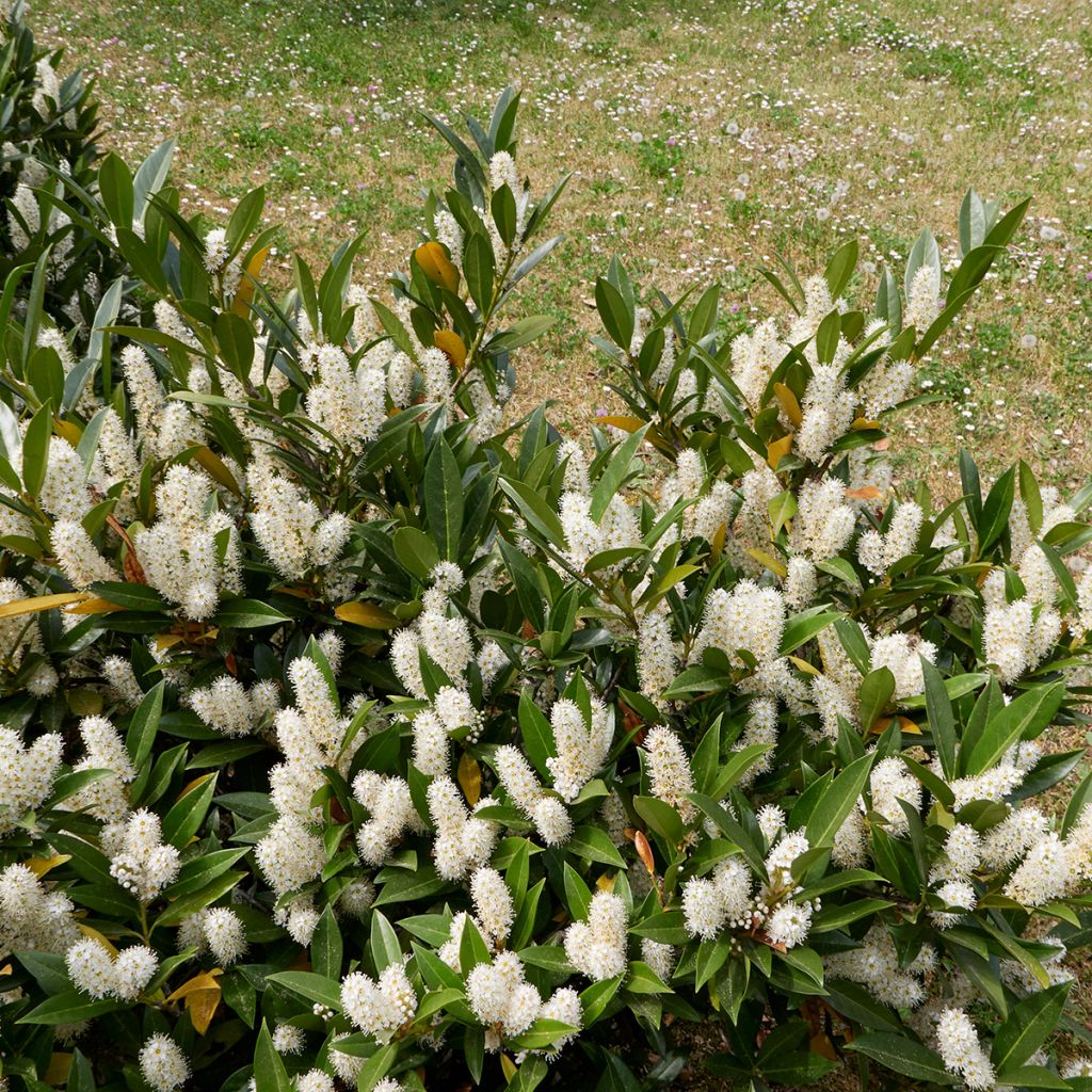 Laurier cerise