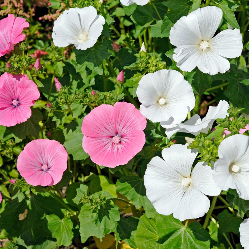 Lavatère annuelle
