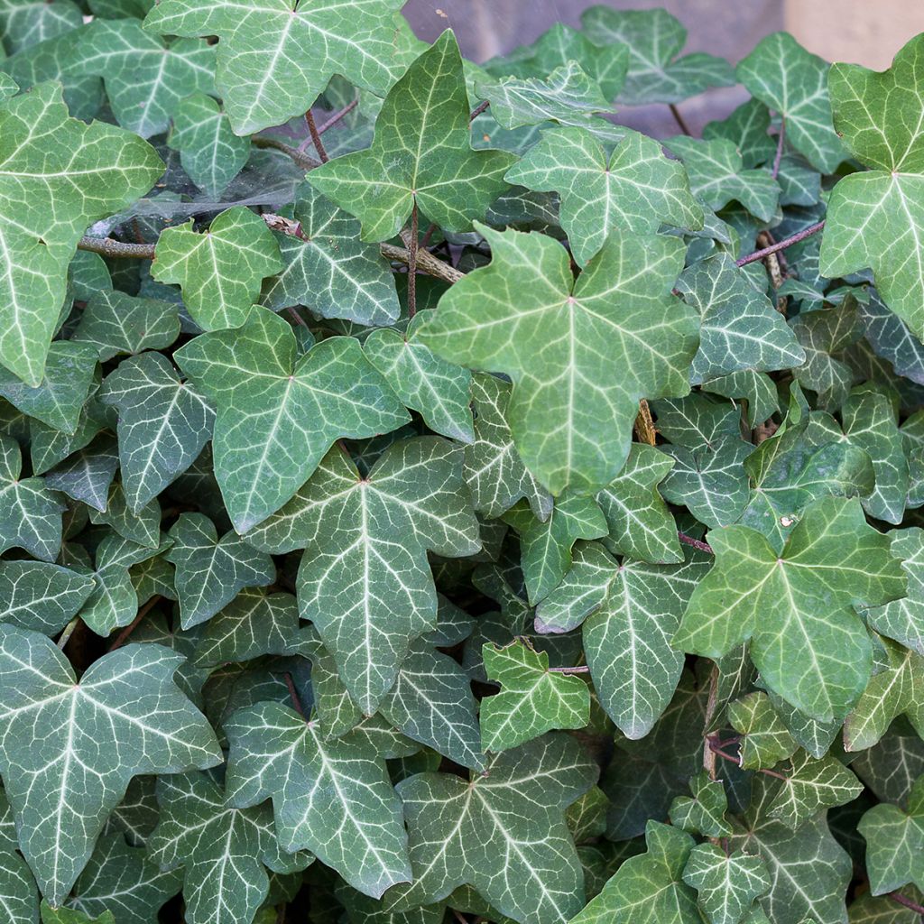 Lierre à petites feuilles