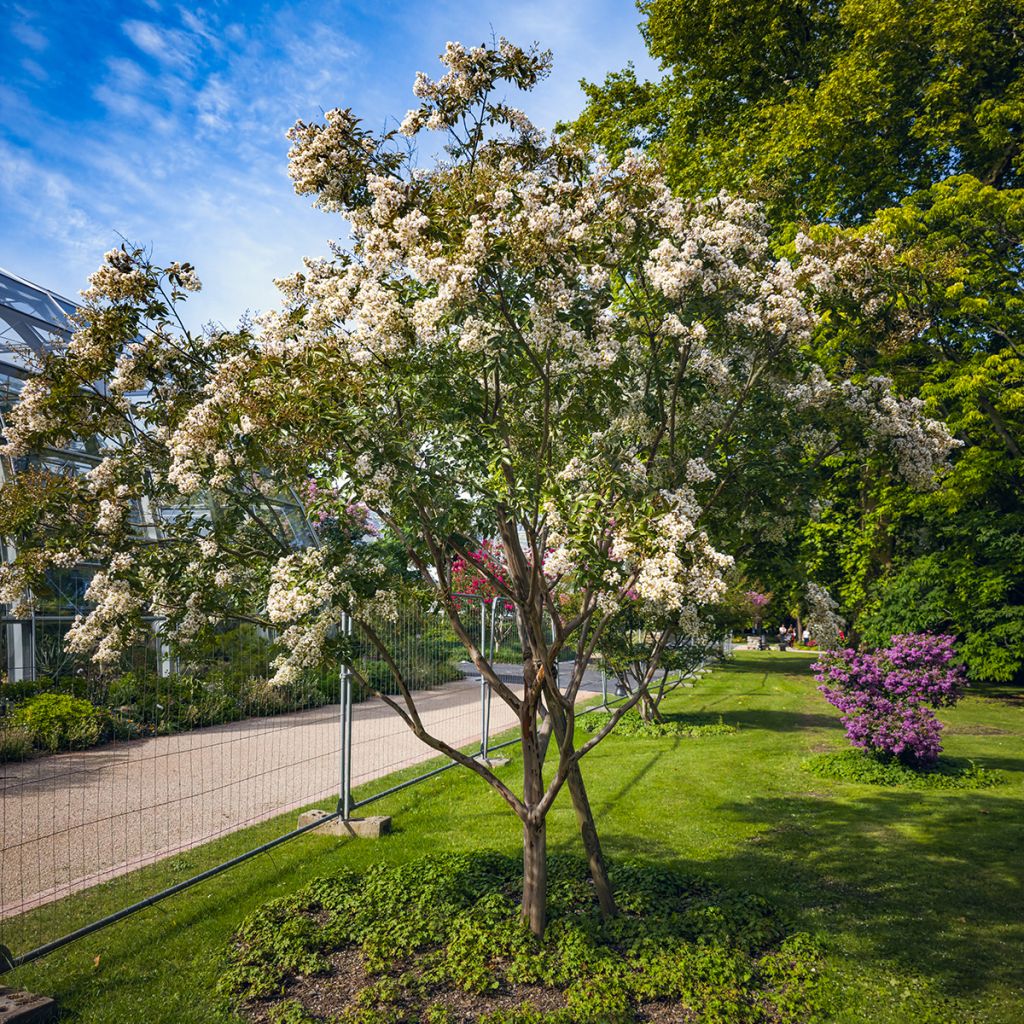 Lilas des Indes blanc