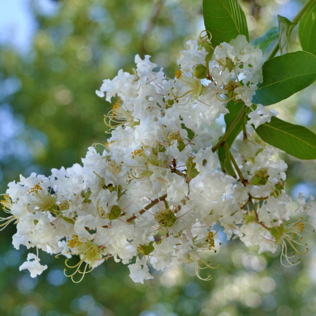 Lilas des Indes blanc