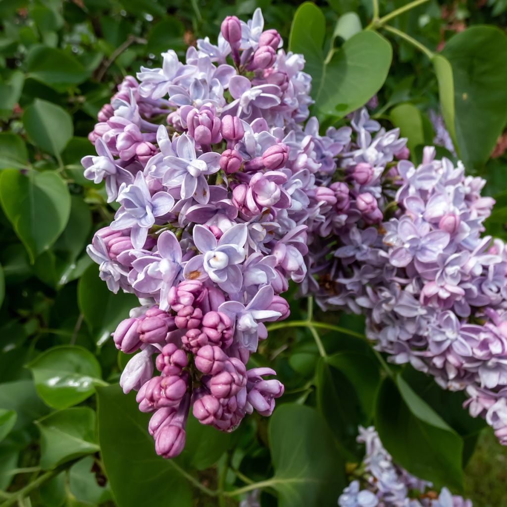 Lilas