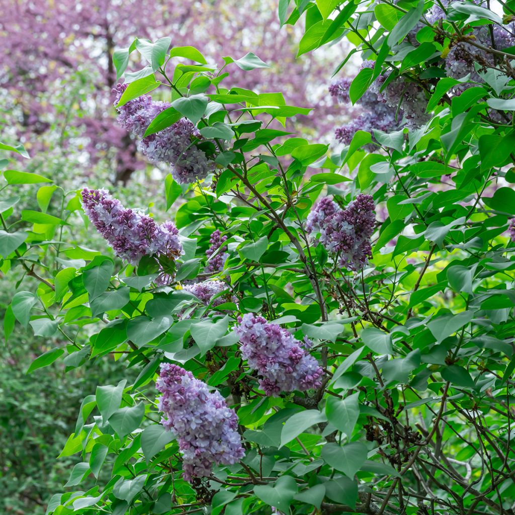 Lilas