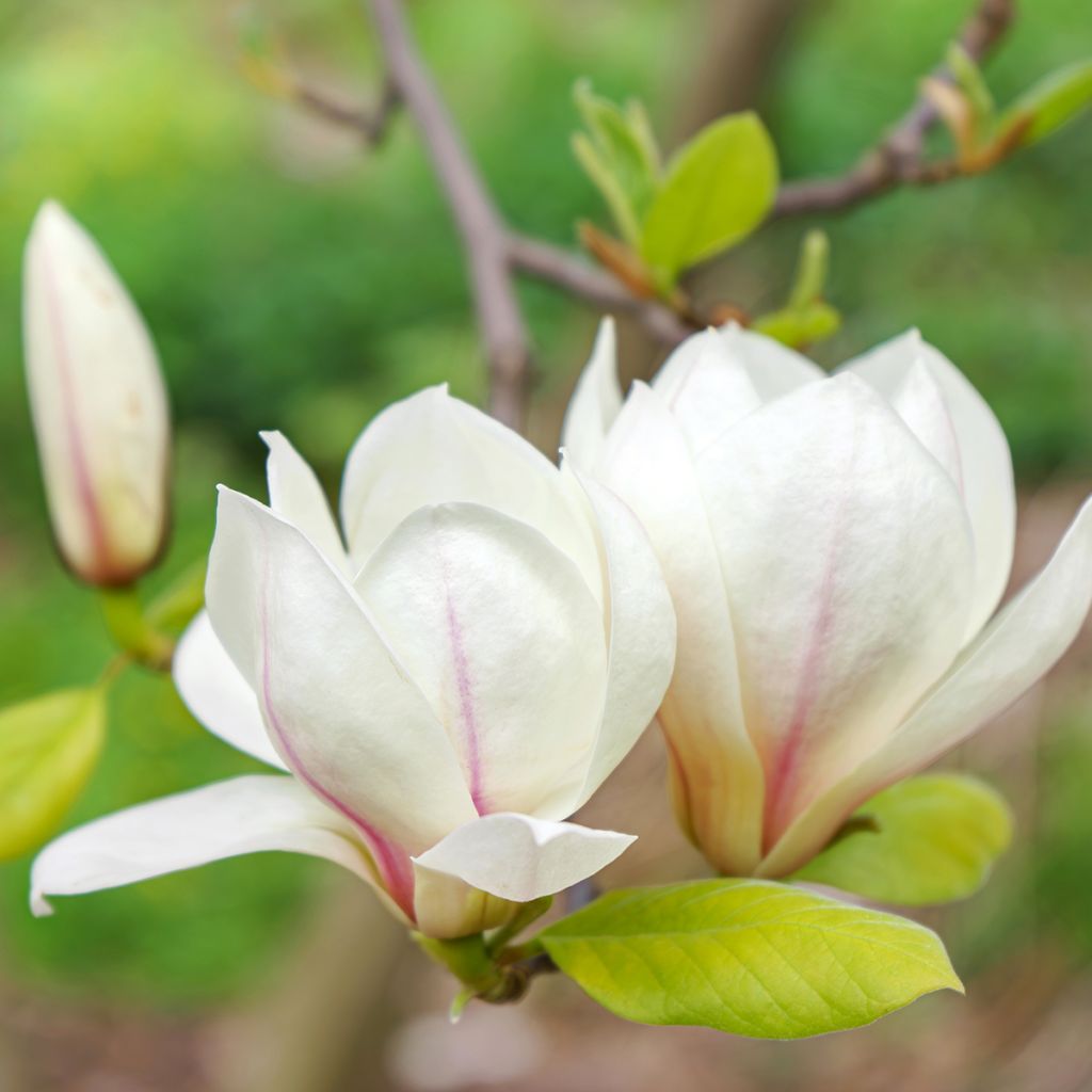 Magnolia