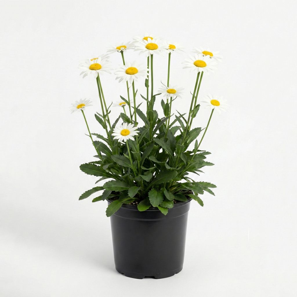 Marguerite blanche