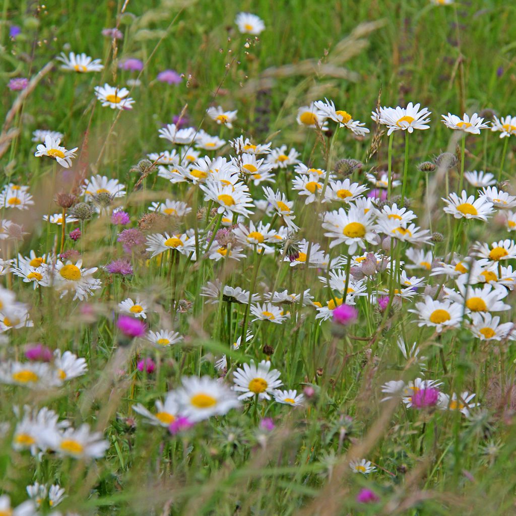 Marguerite blanche