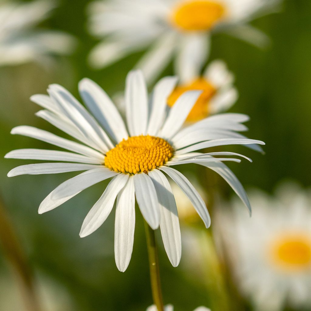 Marguerite blanche