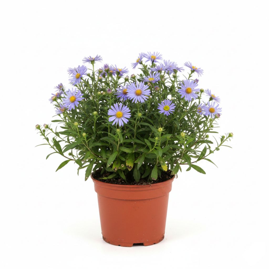 Marguerite d’automne bleue