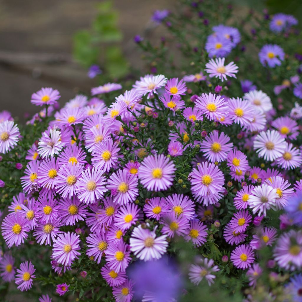 Marguerite d’automne rose