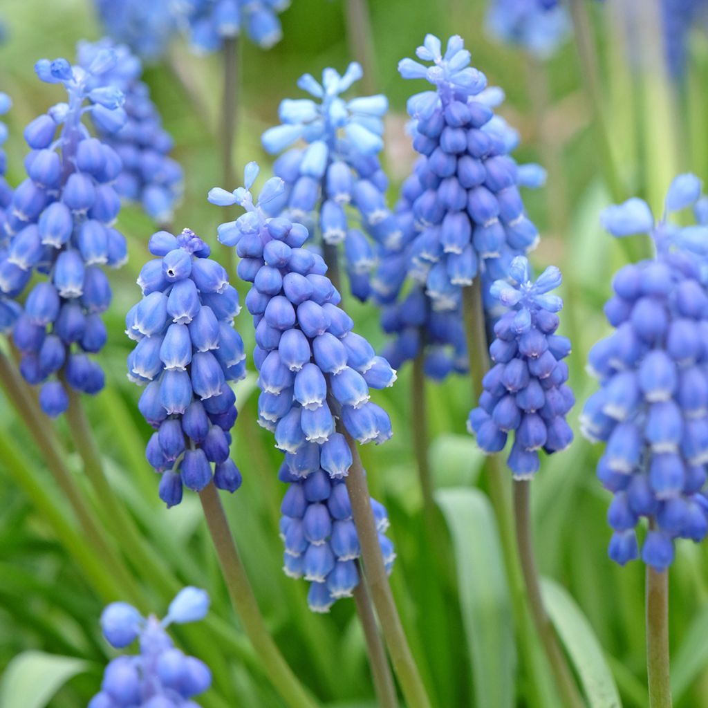 Muscari bleu