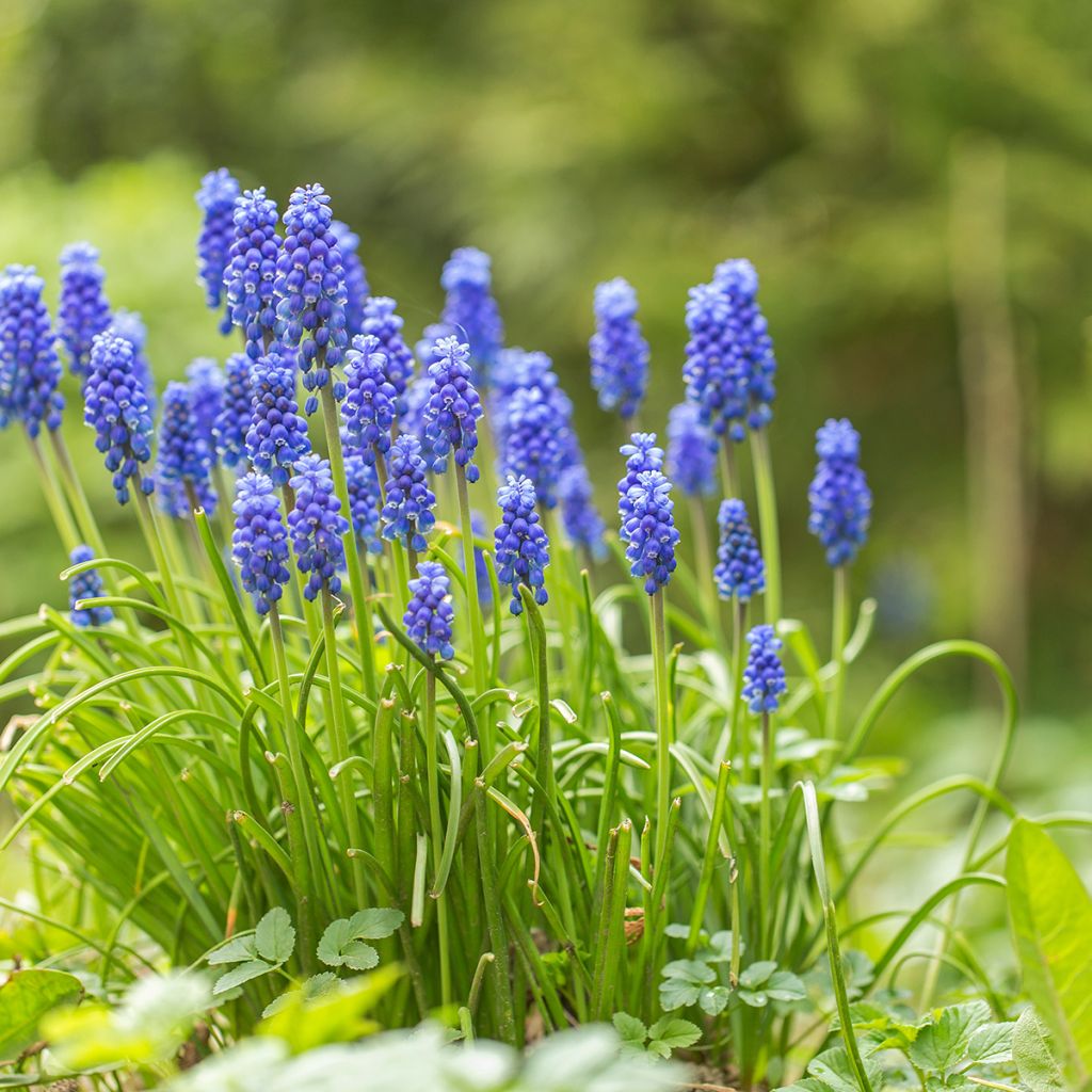 Muscari bleu