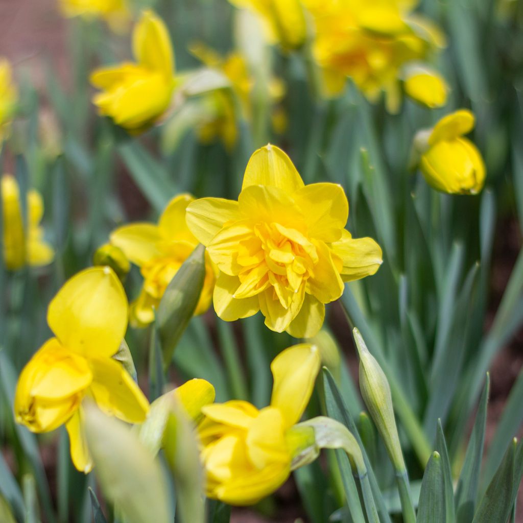 Narcisse double jaune