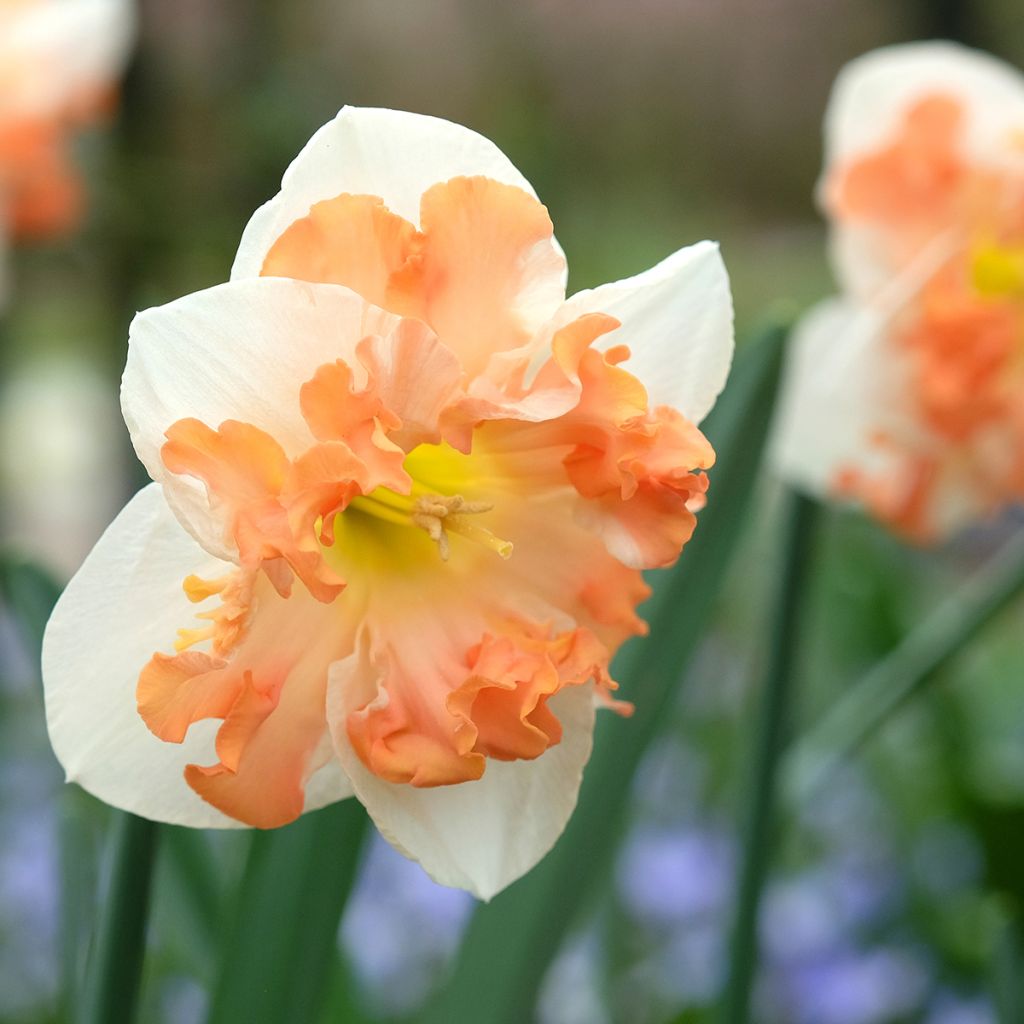 Narcisse à grande coupe blanc-rose