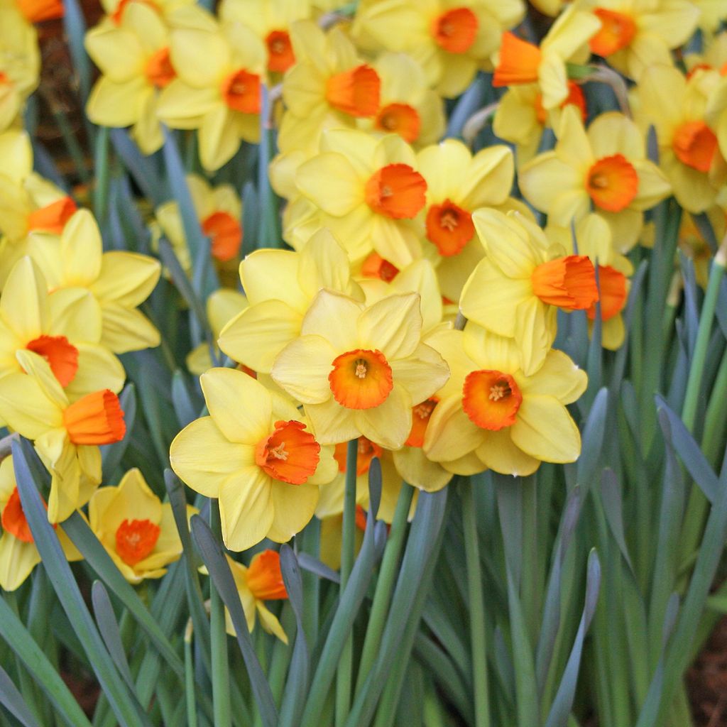 Narcisse à grande coupe jaune-rouge