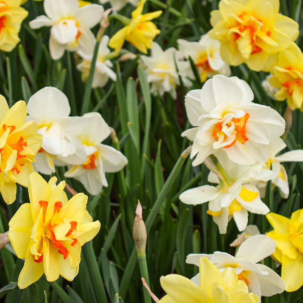 Narcisse double en mélange
