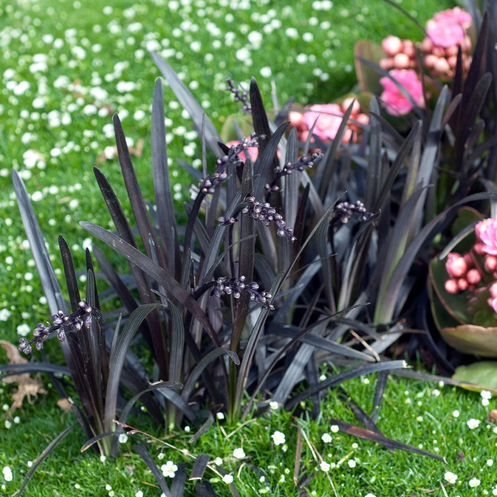 Ophiopogon noir