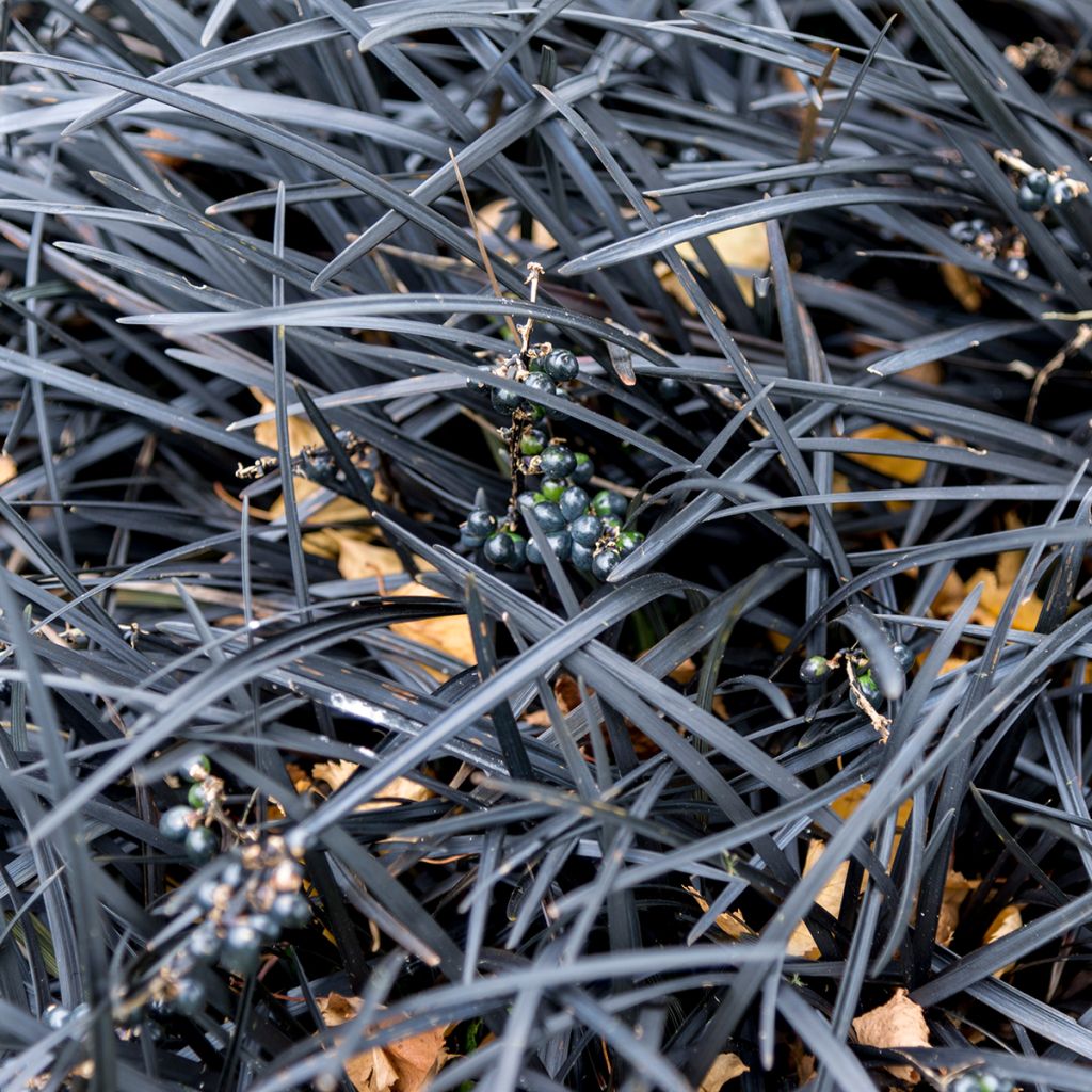 Ophiopogon noir
