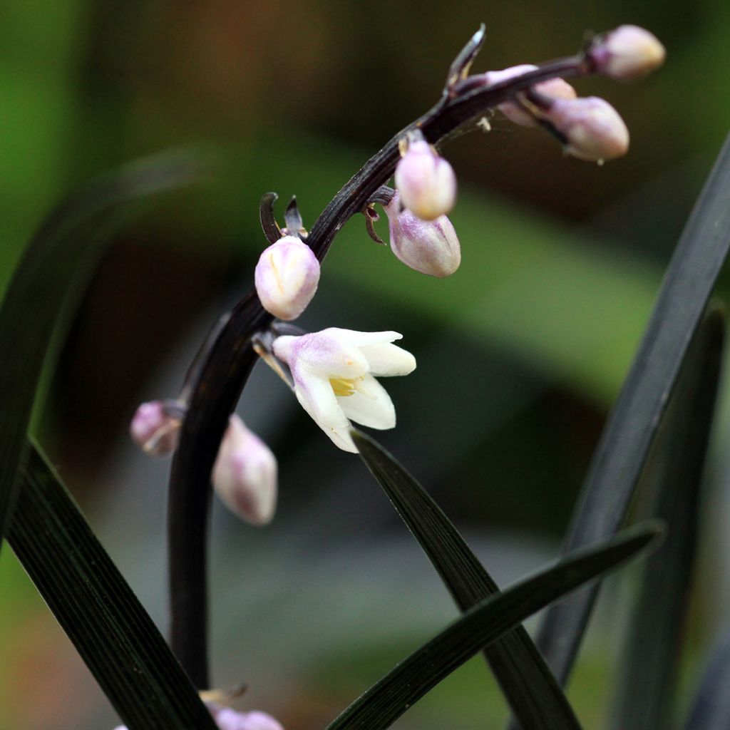 Ophiopogon noir