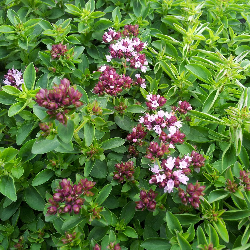 Origan rose