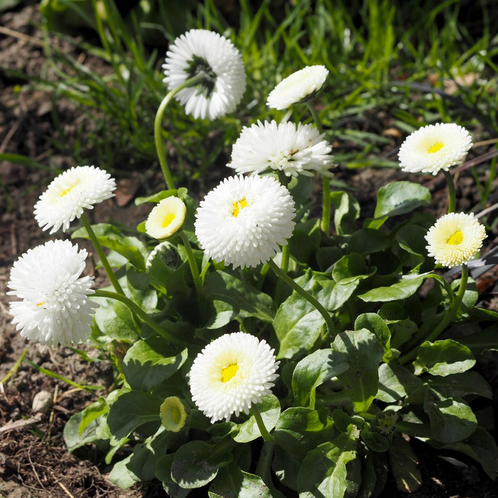 Pâquerette blanche