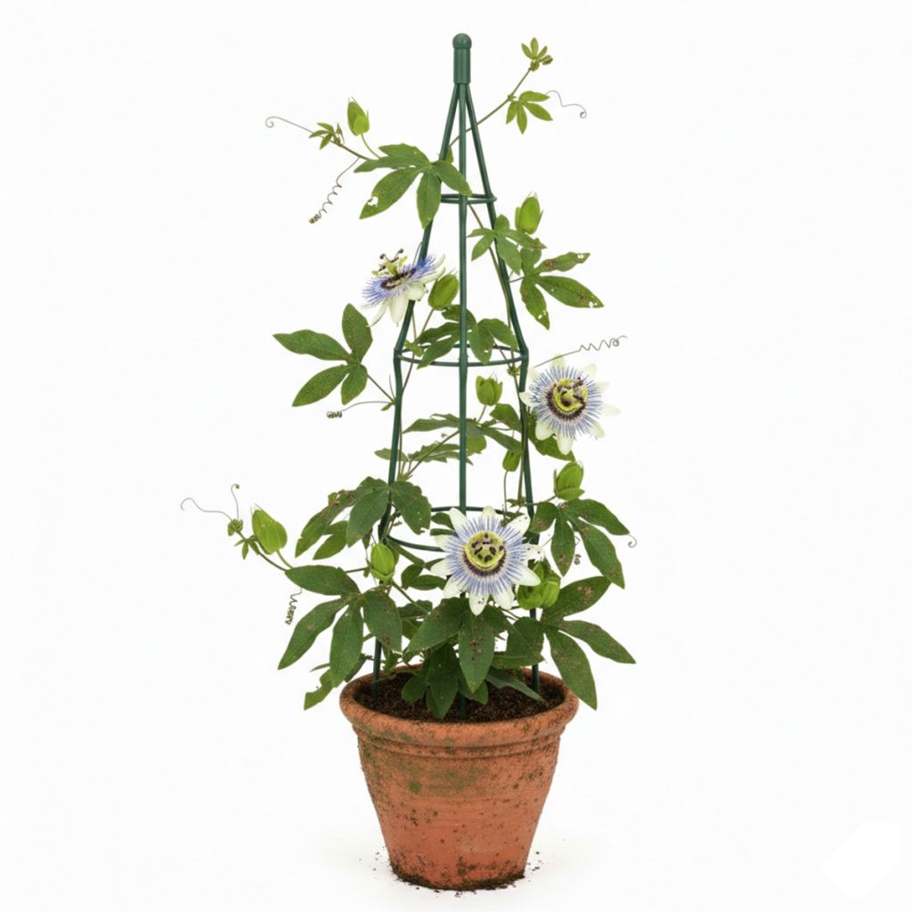 Passiflore bleue