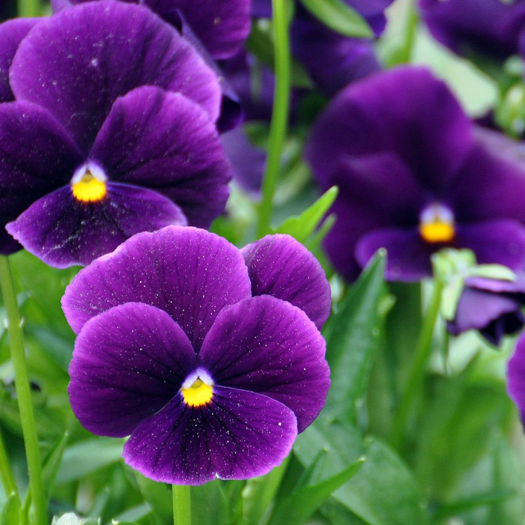 Pensée violette