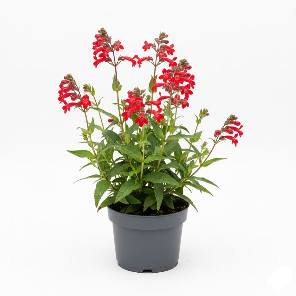 Penstemon rouge