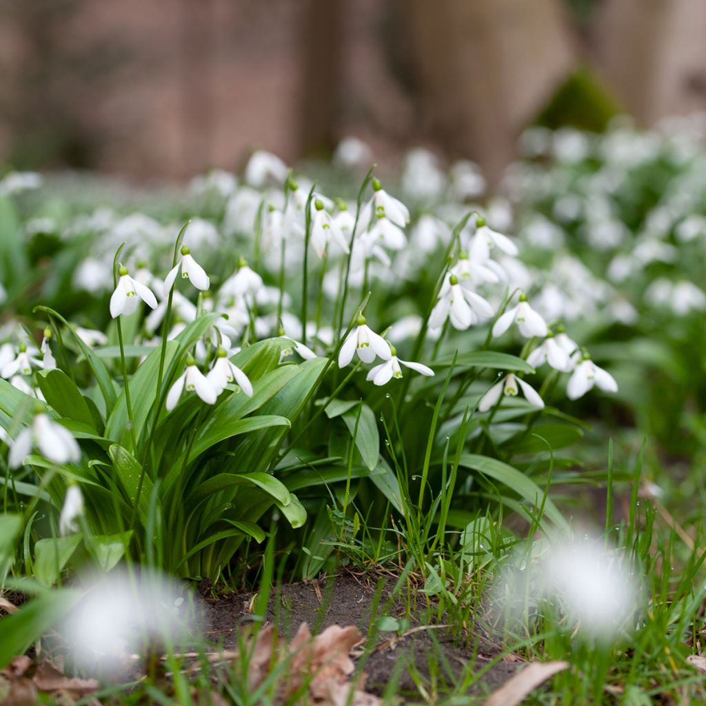 Perce-neige