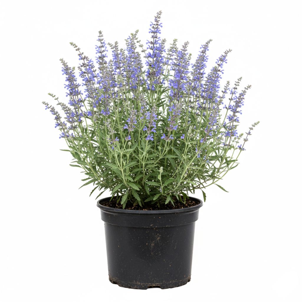 Perovskia bleu